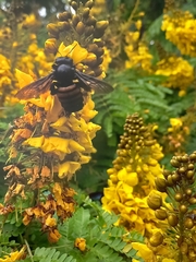 Xylocopa frontalis