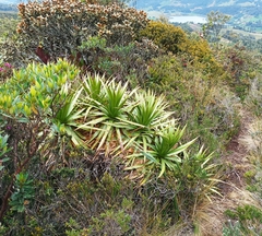 Puya