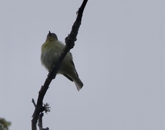 Vireo philadelphicus