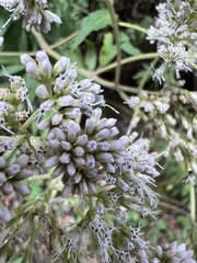 Eupatorium formosanum