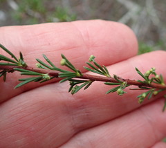Eriophyes adenostomae