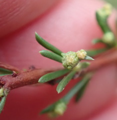 Eriophyes adenostomae