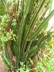 Cereus bicolor