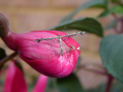 Amblyptilia punctidactyla