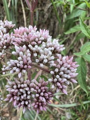 Eupatorium formosanum