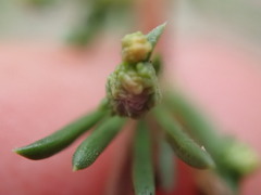 Eriophyes adenostomae