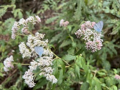 Eupatorium formosanum
