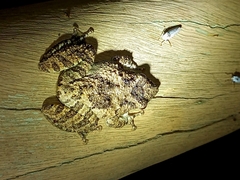 Scinax acuminatus