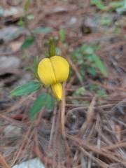 Crotalaria pumila