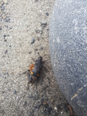 Nicrophorus defodiens
