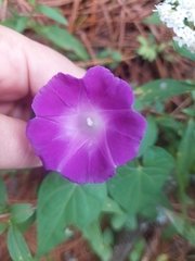 Ipomoea orizabensis orizabensis