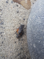 Nicrophorus defodiens