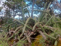 Disocactus speciosus