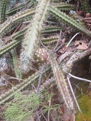 Disocactus speciosus