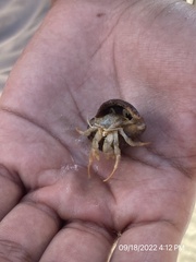 Isocheles wurdemanni