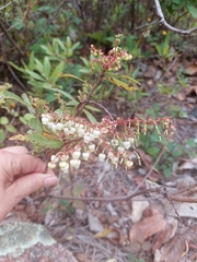 Comarostaphylis polifolia
