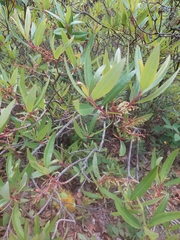 Comarostaphylis polifolia