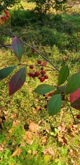 Aronia arbutifolia