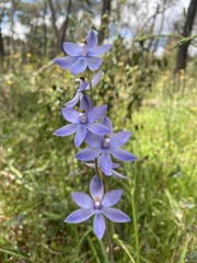 Thelymitra arenaria