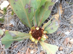 Protea acaulos