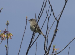 Empidonax minimus