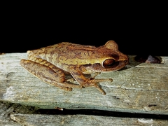 Boana raniceps