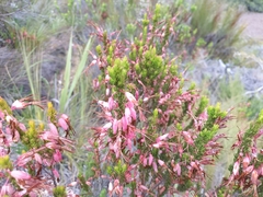 Erica plukenetii