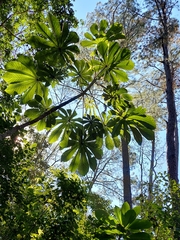 Cecropia obtusifolia