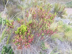 Erica plukenetii