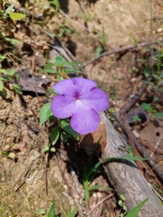 Achimenes longiflora