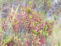 Erica plukenetii
