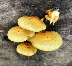 Pholiota