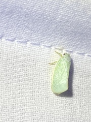 Flatormenis proxima