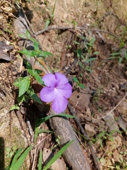 Achimenes longiflora