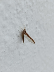 Callibaetis