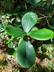 Clusia salvinii