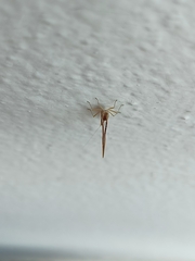 Callibaetis