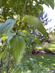 Cornus mas