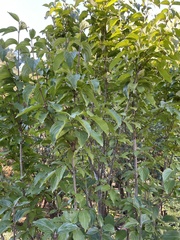 Cornus mas