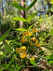 Senna hirsuta