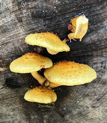 Pholiota