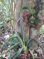 Aechmea bracteata