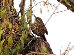 Syndactyla rufosuperciliata