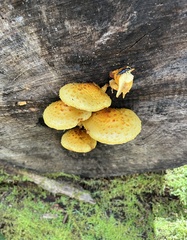 Pholiota