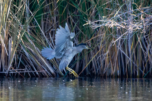 Black-crowned Night Heron photographed in Idaho
