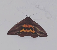 Eudocima serpentifera