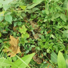 Spirama helicina