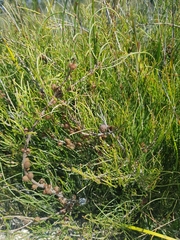 Allocasuarina paludosa