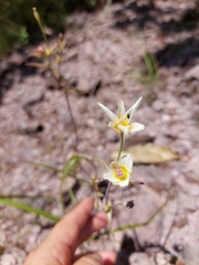 Calochortus ownbeyi