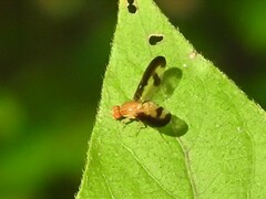 Toxonevra superba